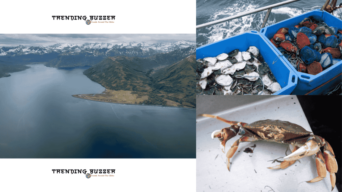 snow crabs in Alaska